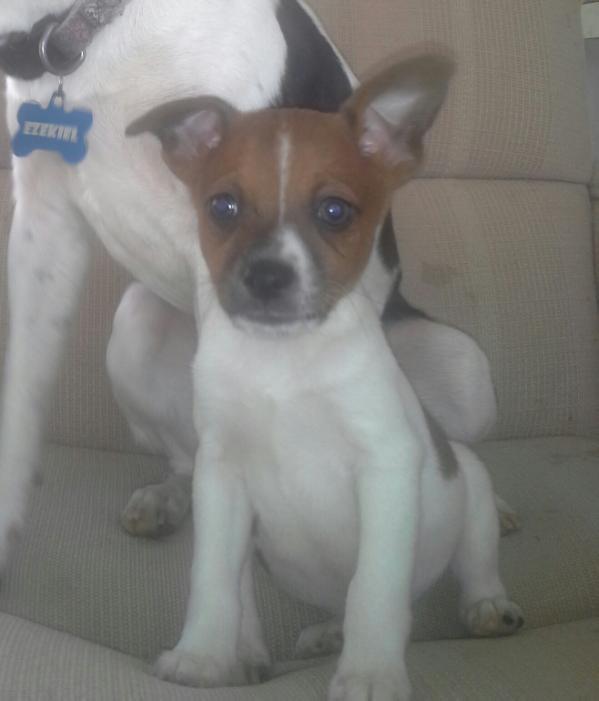 Bentley | Rat Terrier 