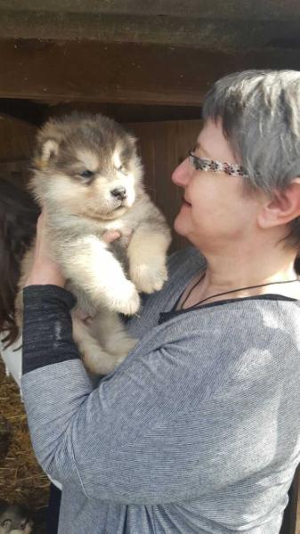 Kaska Vlci severu | Alaskan Malamute 