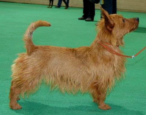 V? Bene Jigsaw Puzzle | Australian Terrier 