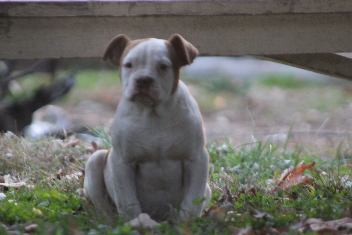 Marchs lola | American Bulldog 