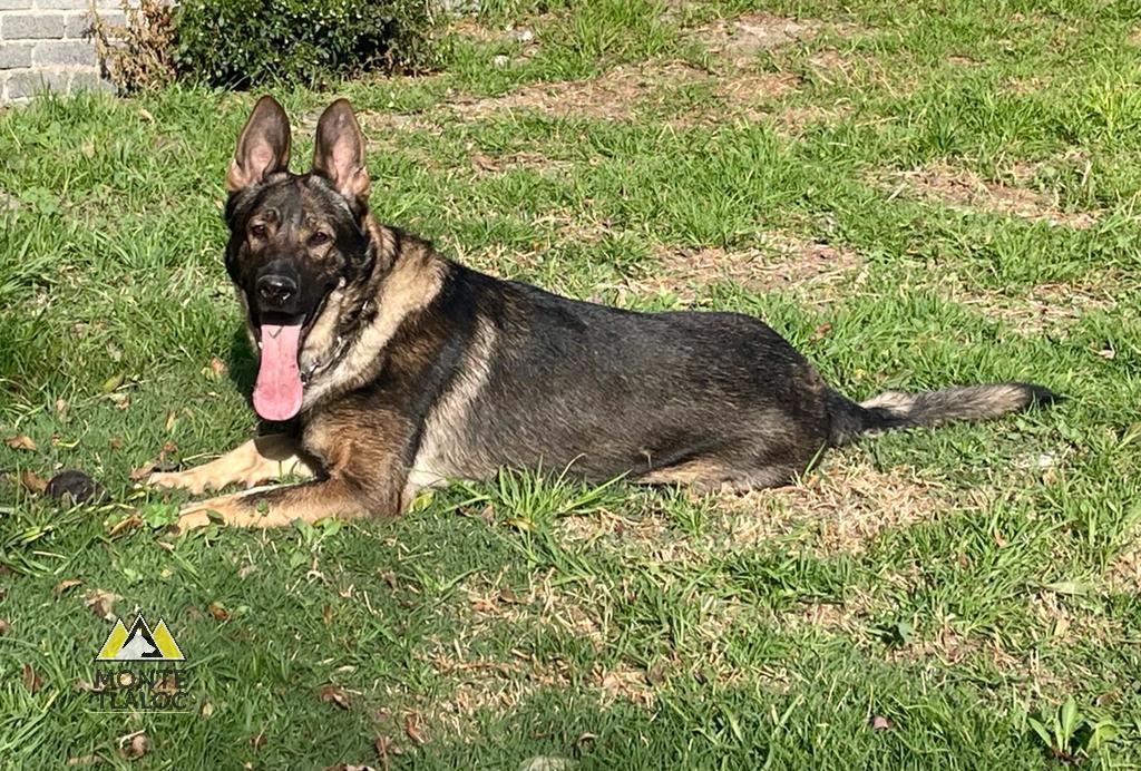 Drak Ros Of Lk9 Slovensko | German Shepherd Dog 