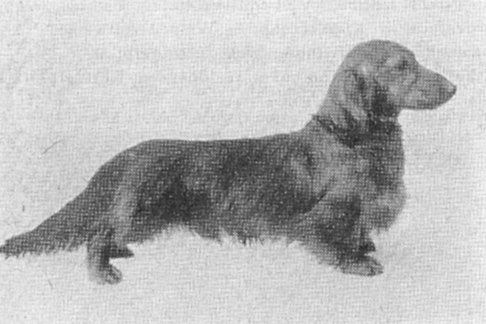 Olaf vom Nierstal | Dachshund 