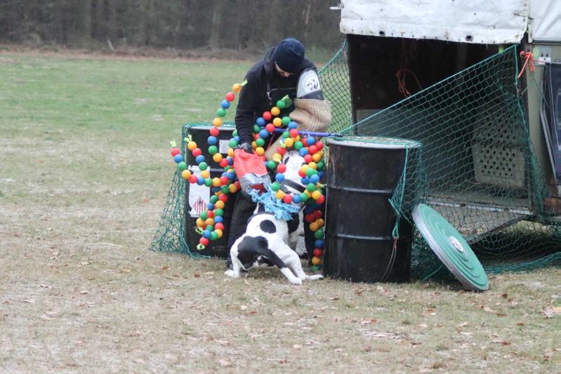 Workingbulls Bandit | Olde English Bulldogge 