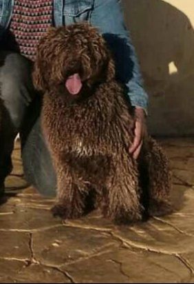 CHICUELA DE GUADALTEBA | Spanish Water Dog 