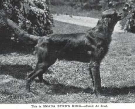Smada Byrd's King | Irish Setter 