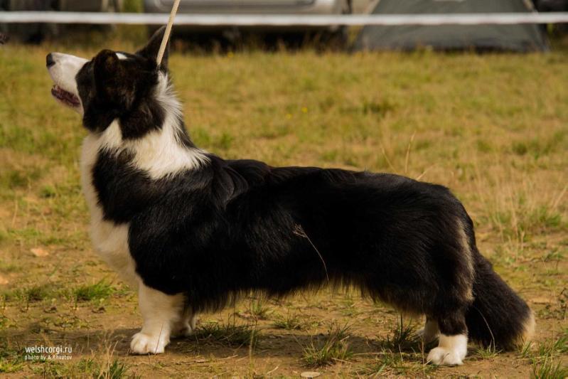 Aethwy Midnight Lady | Cardigan Welsh Corgi 