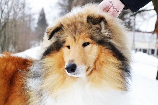 Success Fatranský sen | Rough Collie 