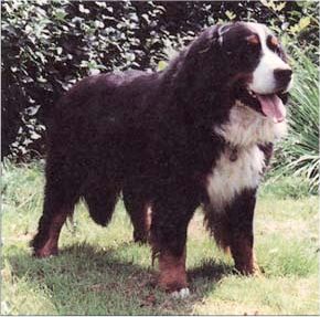 Tertzo'S Djanis | Bernese Mountain Dog 