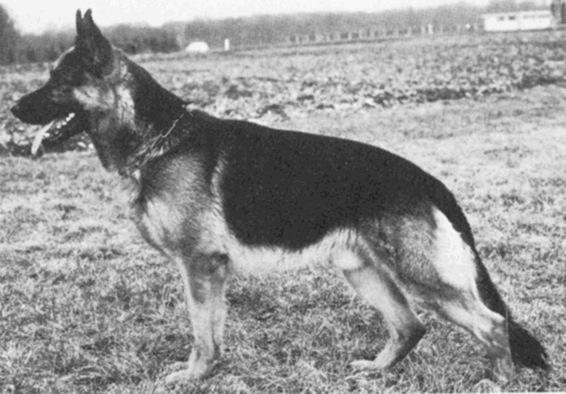 Witz von der Rheinhalle | German Shepherd Dog 