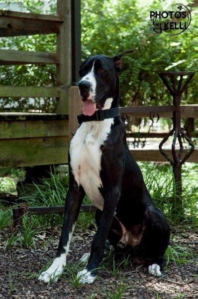 ELNS Lord Bane of Gotham | Great Dane 
