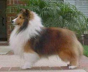 Tara Hill Home Base | Shetland Sheepdog 