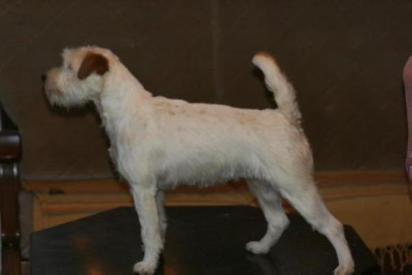 DC DOUBLE Dresden's Bomba | Parson Russell Terrier 