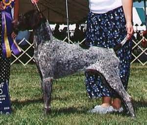 Khrispat's Raine In Arizona | German Shorthaired Pointer 