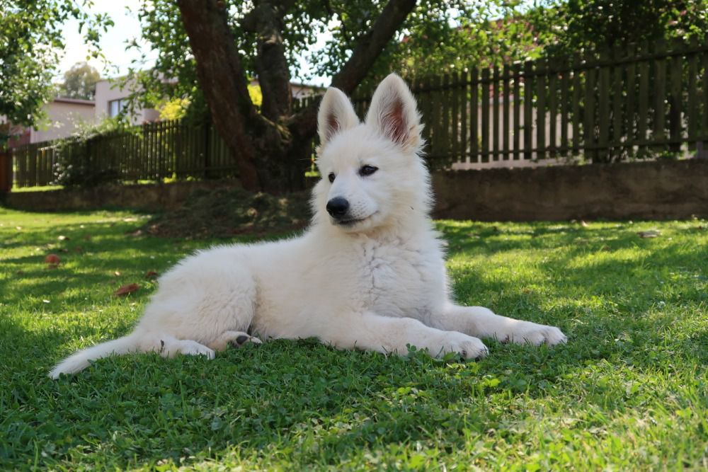 Rainbow z Blatenských luk | White Swiss Shepherd Dog 