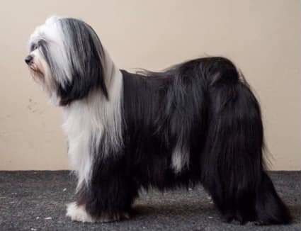 FALAMANDUS SIMPLY KICK-ASSTIC | Tibetan Terrier 