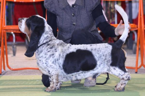 Floky du domaine d'ushuaia | Basset Hound 