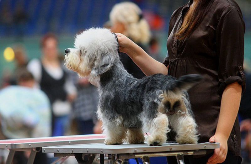 Danchester's Fabulously Made | Dandie Dinmont Terrier 