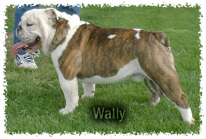 A Perfect Pet Wally of Sumo | Olde English Bulldogge 