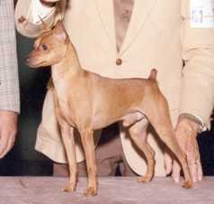 Ruffian's Starbuck | Miniature Pinscher 