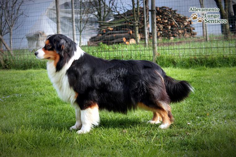 yulia del Lungo Sentiero | Australian Shepherd 