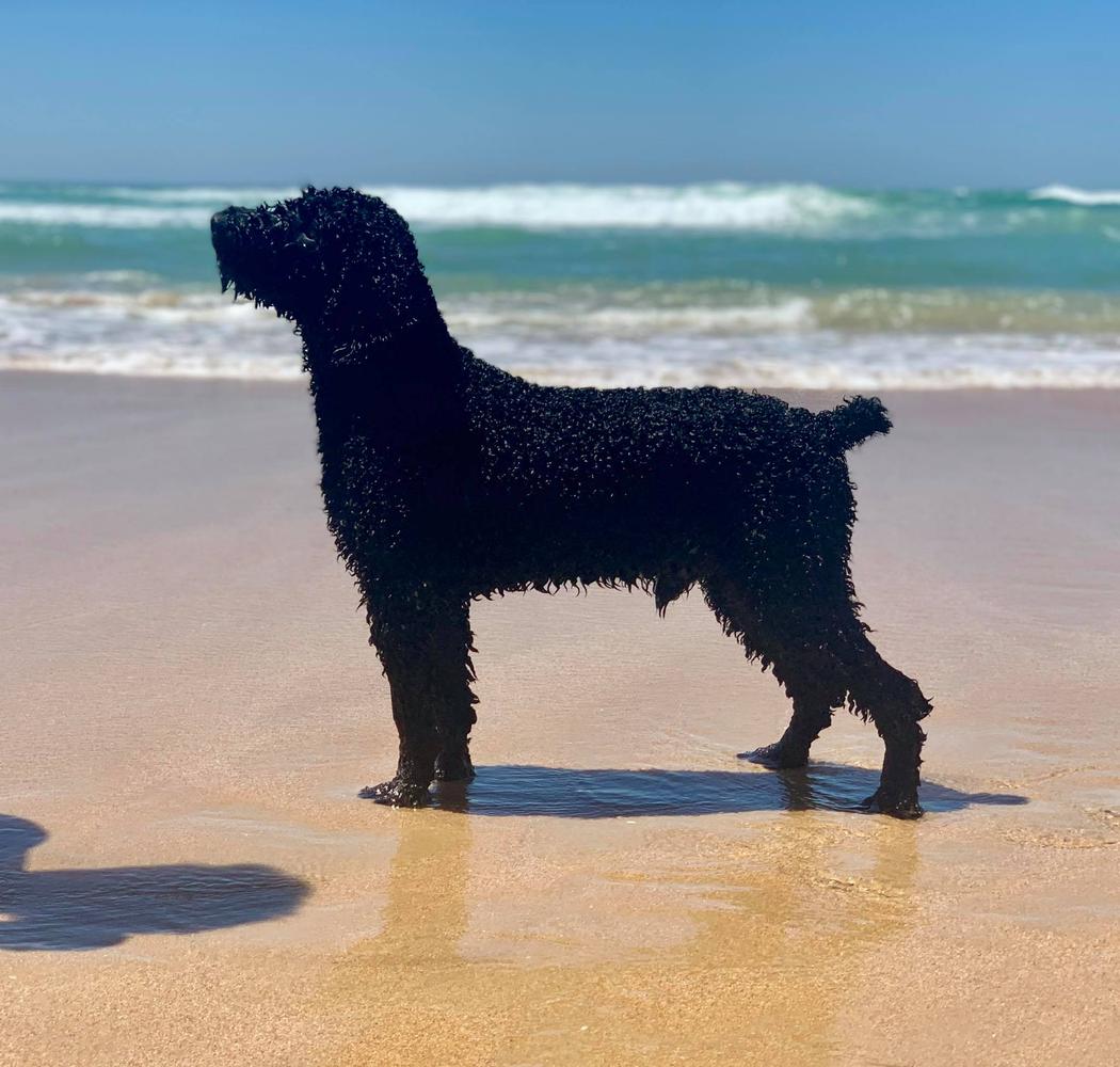 Unico del Majaceite | Spanish Water Dog 