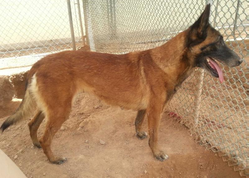 Midwest Malinois Sarah | Belgian Malinois 