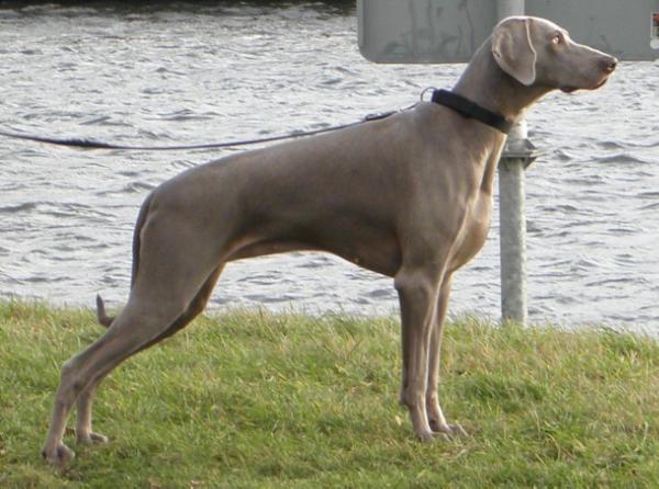 Nobis Krug Indian Summer | Weimaraner 