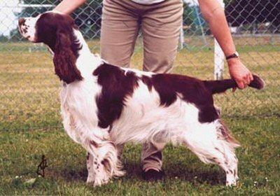 Whisborne Trendsetter | English Springer Spaniel 