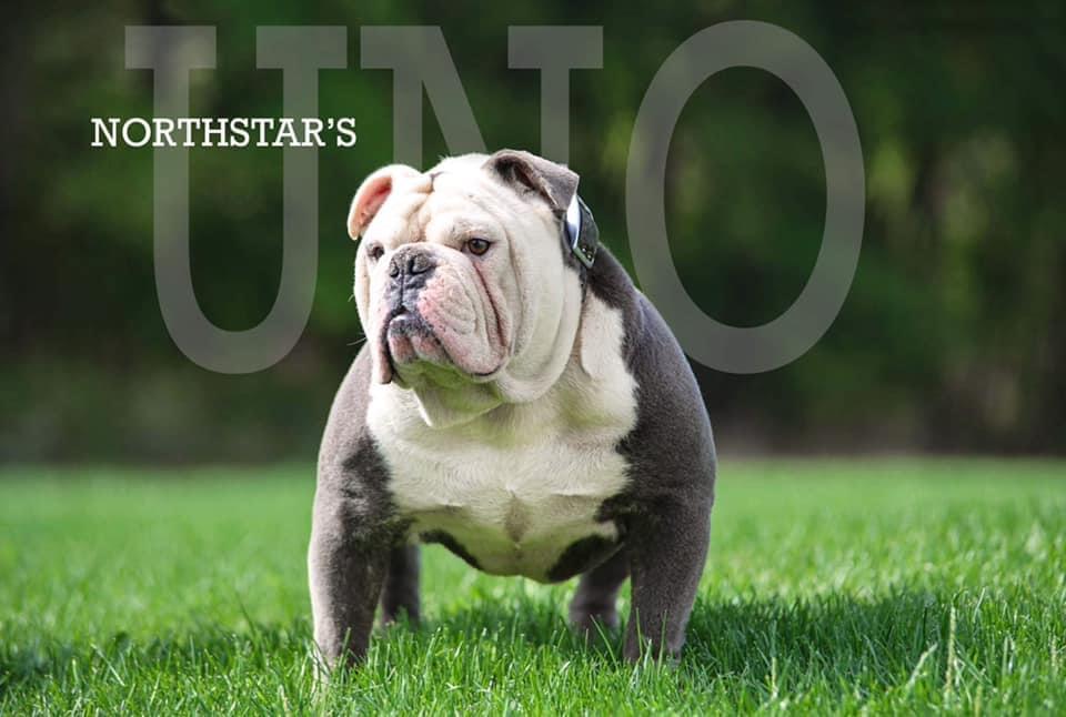 North Star Kennel Uno | Olde English Bulldogge 