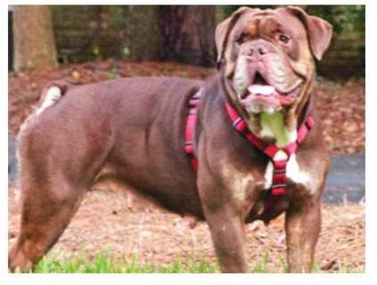 Hellrazzor's Peanut | Olde English Bulldogge 