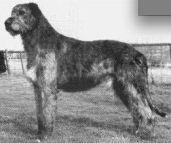 Laird of Solstrand | Irish Wolfhound 