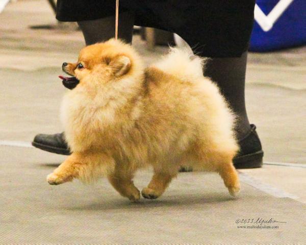 Royal Tee's She's All That | Pomeranian 