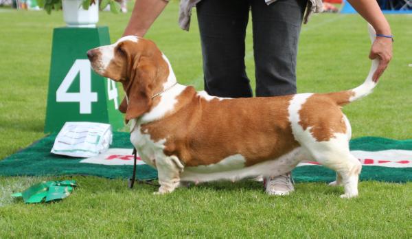 Swede Sun´s Ålena | Basset Hound 