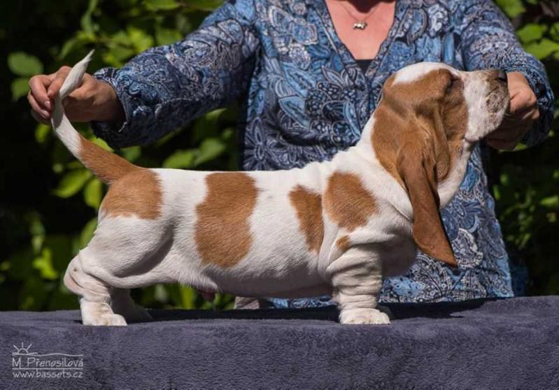 Design Citadela Bohemia | Basset Hound 