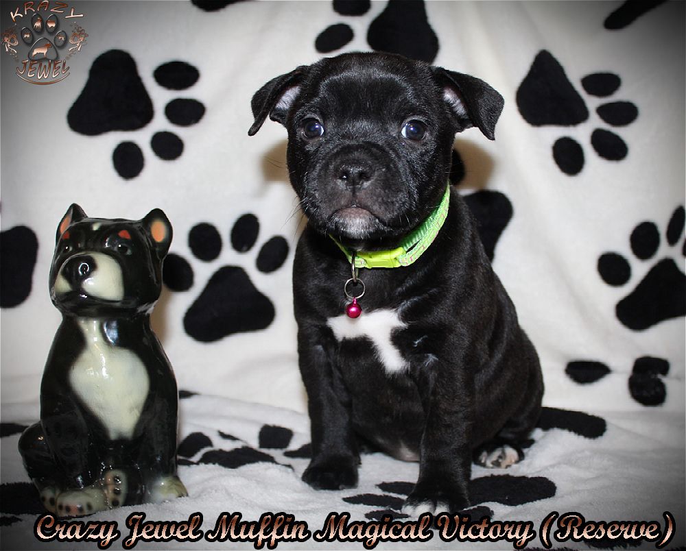 CRAZY JEWELRY MUFFIN MAGICAL VICTORY | Staffordshire Bull Terrier 