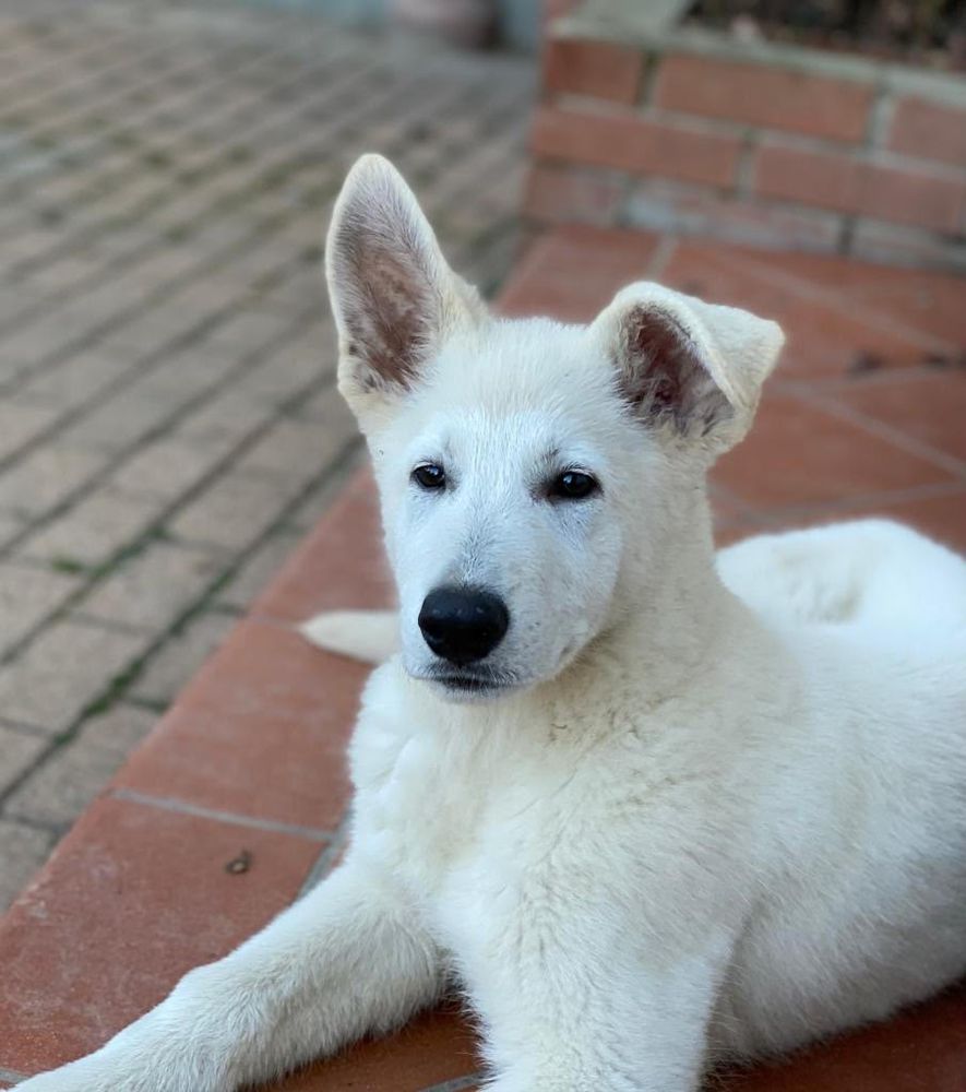 Jacob vom House Savacium | White Swiss Shepherd Dog 