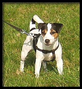 Boggabri's Thica Tanunda | Jack Russell Terrier 