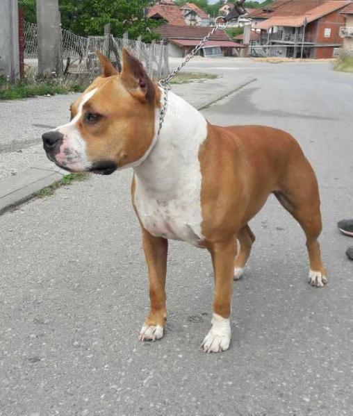 Kissin The Sky M'Killkea | American Staffordshire Terrier 