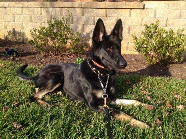 Blitz Magnum Von Falkenhein | German Shepherd Dog 