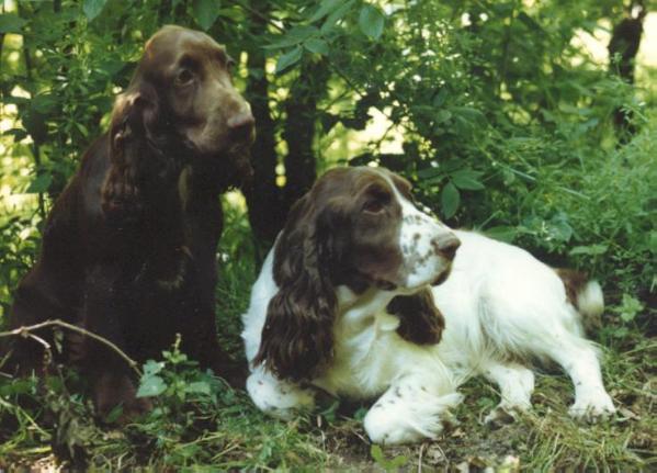 Brooklet's Field Filly | Field Spaniel 