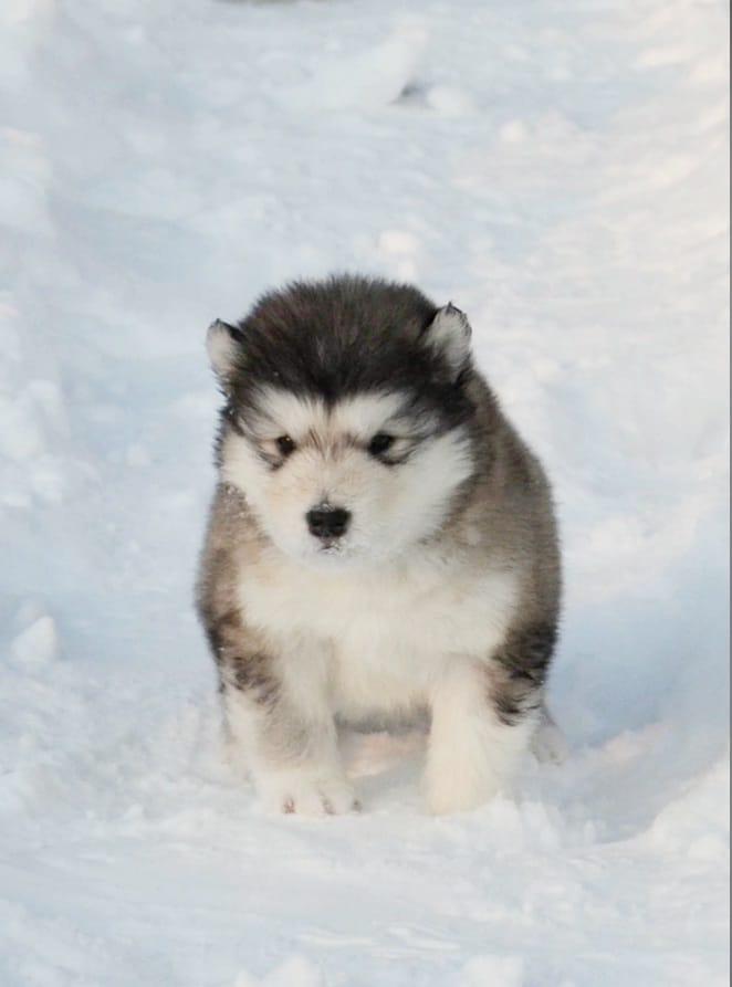 ICE JEWERLY TALISMAN ALT | Alaskan Malamute 