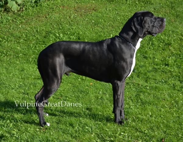 Vulpine's Return Of The King | Great Dane 