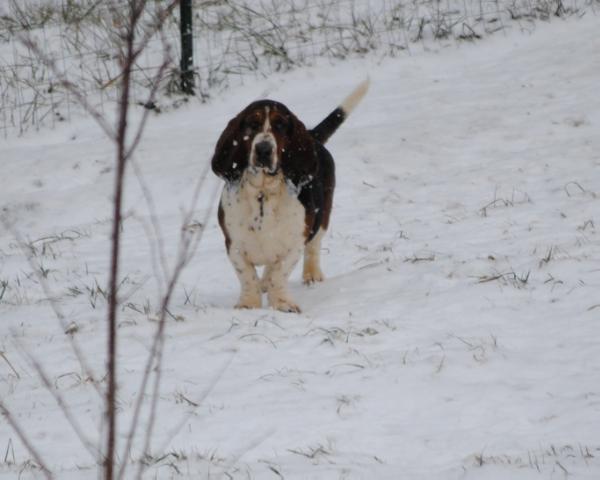 Cove Mountain Rose Bud | Basset Hound 