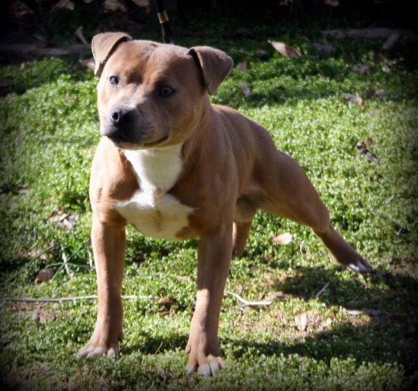 Jenforth's Sir Bacon | Staffordshire Bull Terrier 