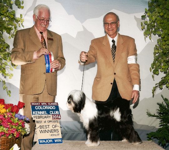 MOONRISE THE SKY'S THE LIMIT | Tibetan Terrier 