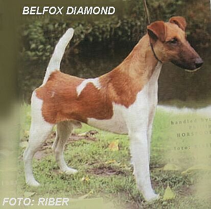 Belfox Diamond | Smooth Fox Terrier 