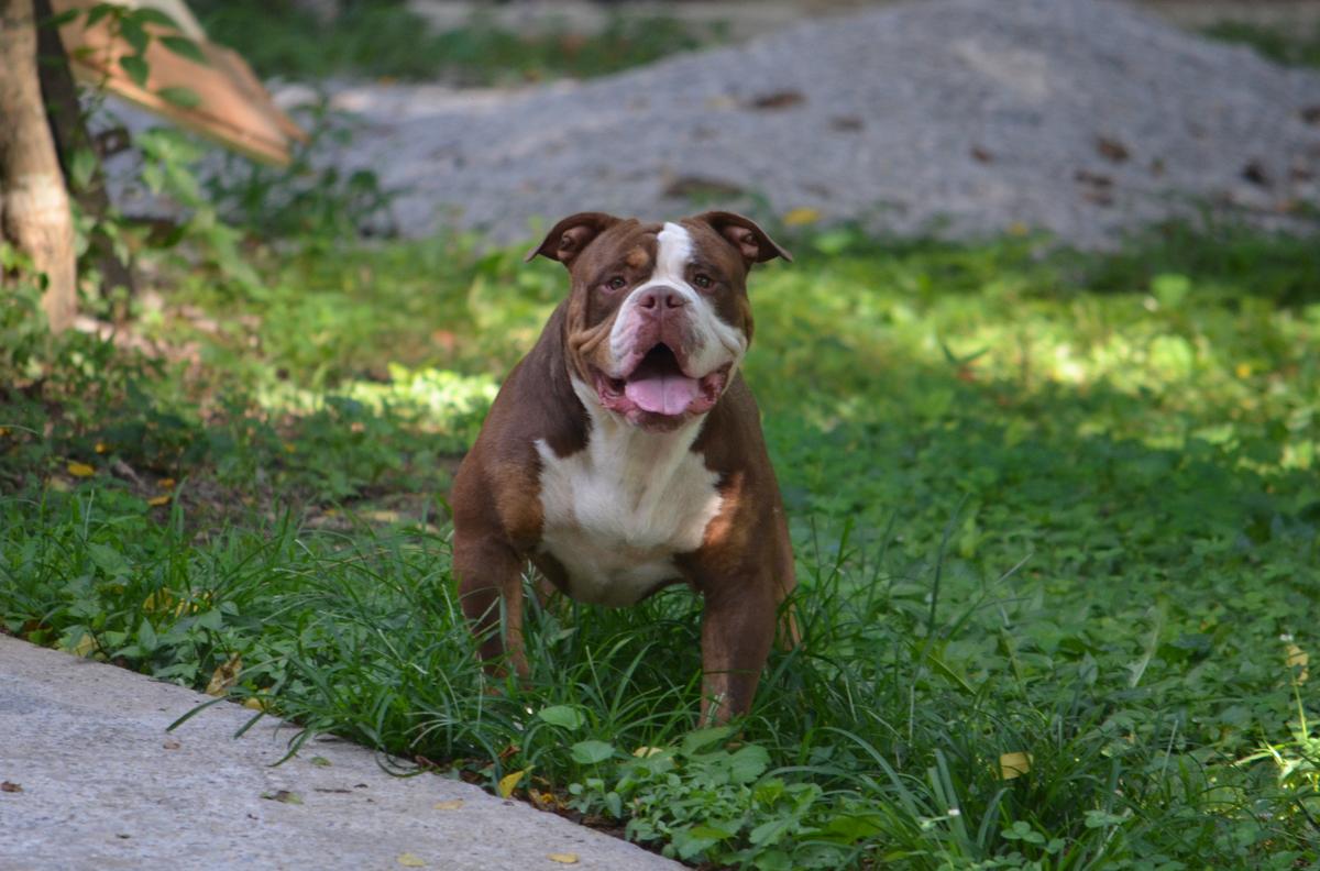 KHAOS' JAMAICAN ME CRAZY | Olde English Bulldogge 