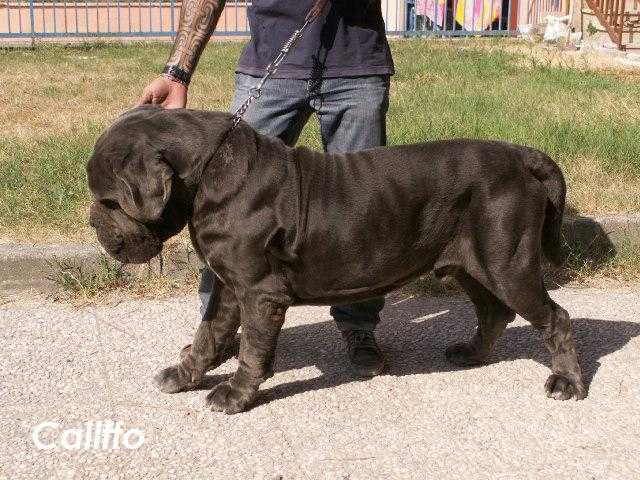 CALIFFO DELLO STRADONE VESUVIANO | Neapolitan Mastiff 