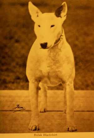 Bulak Blackshirt | Bull Terrier 