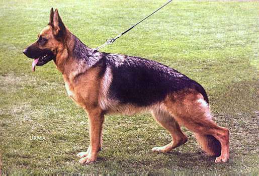 Ulme de Valdovin | German Shepherd Dog 